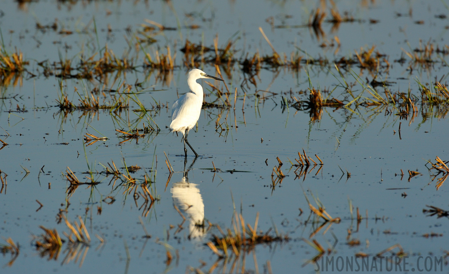 Egretta garzetta garzetta [550 mm, 1/2500 Sek. bei f / 8.0, ISO 1600]